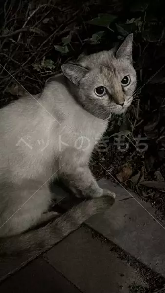 迷子猫の画像