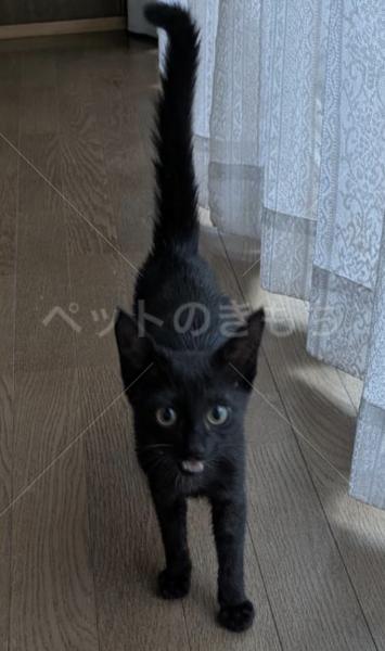 迷子猫の画像