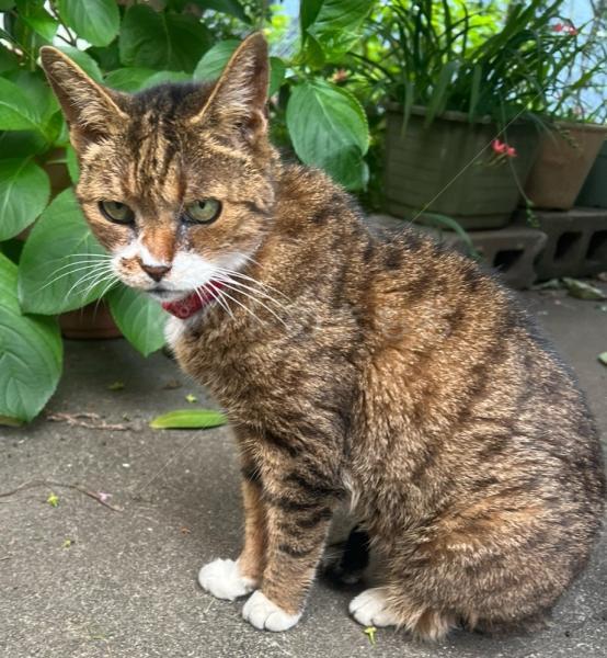 保護猫の画像