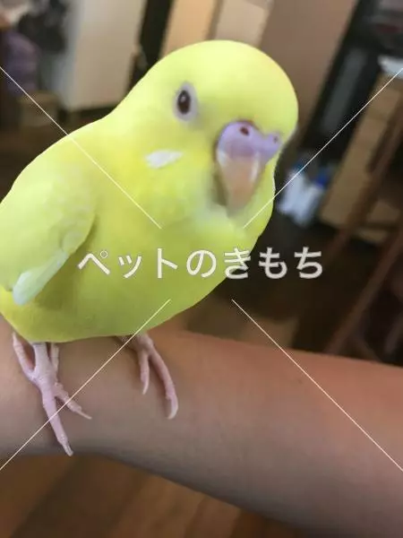 迷子鳥の画像