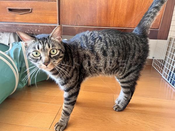 保護猫の画像