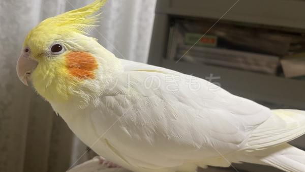 迷子鳥の画像