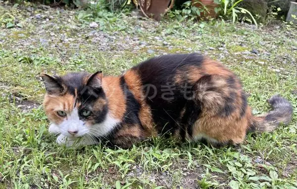 迷子猫の画像