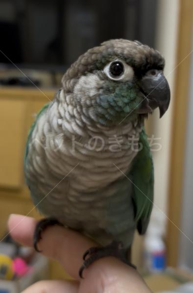 迷子鳥の画像
