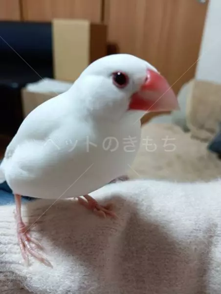 保護鳥の画像