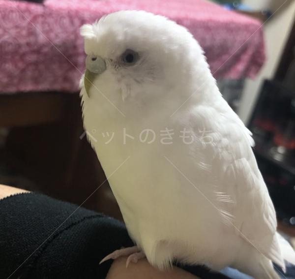 迷子鳥の画像