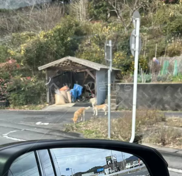 保護犬の画像