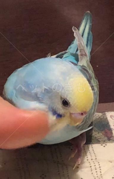 迷子鳥の画像