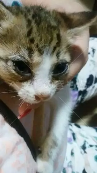 迷子猫の画像