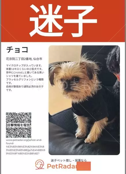 迷子犬の画像