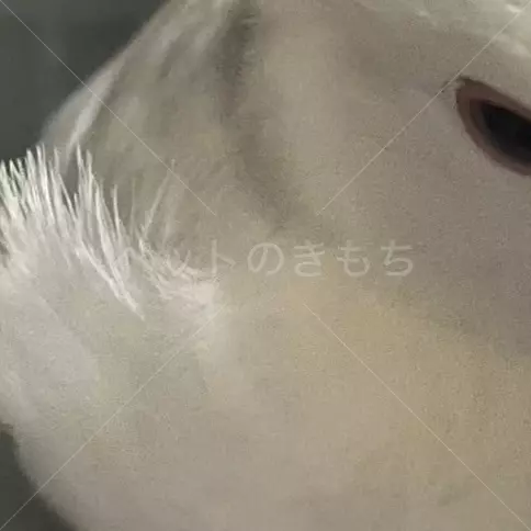 迷子鳥の画像