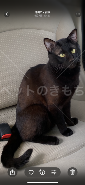 迷子猫の画像