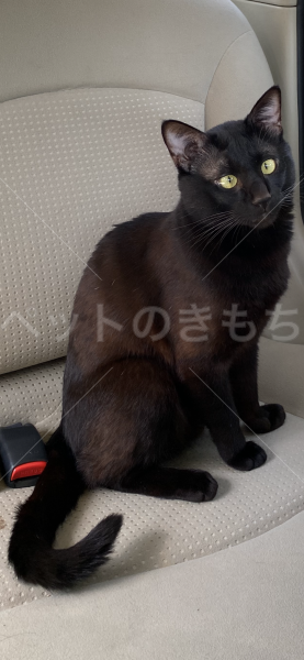迷子猫の画像