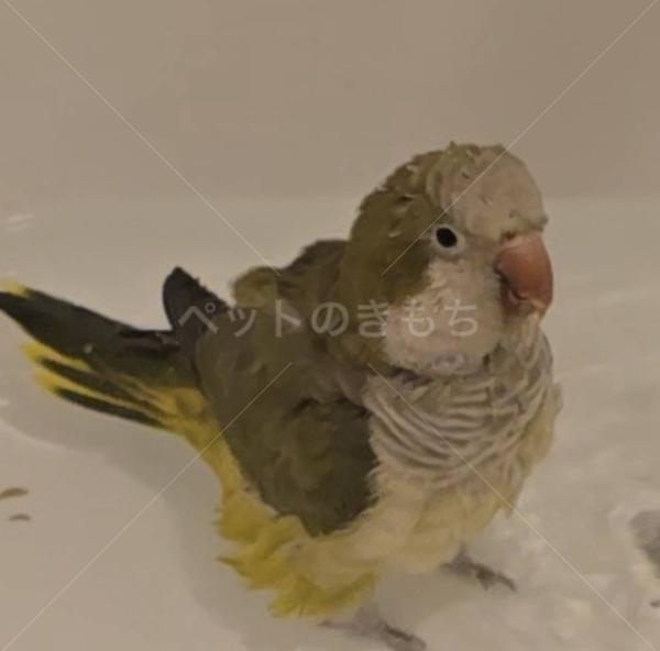 迷子鳥の画像