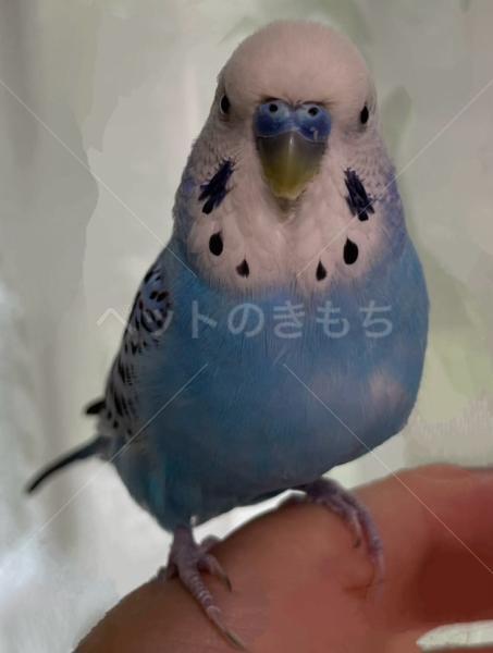 迷子鳥の画像