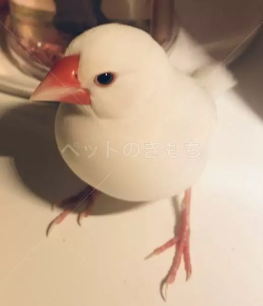 迷子鳥の画像