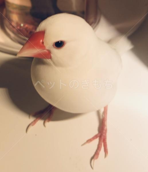 迷子鳥の画像