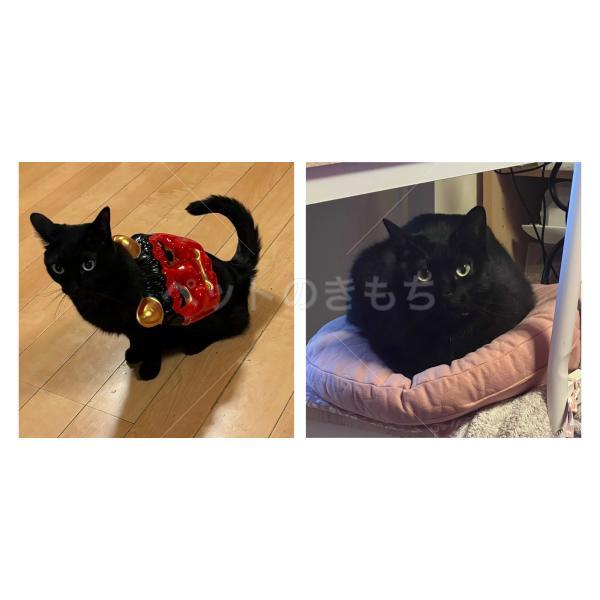 迷子猫の画像