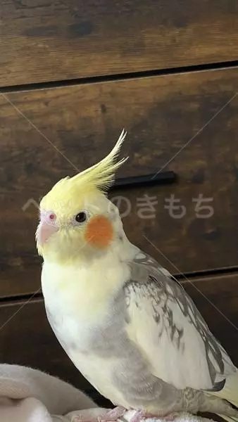 迷子鳥の画像