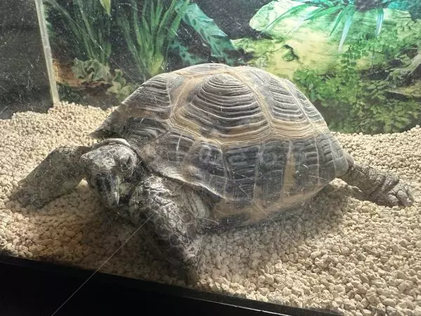 迷子ペットの画像