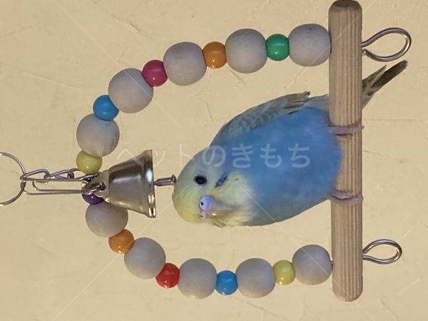 迷子鳥の画像
