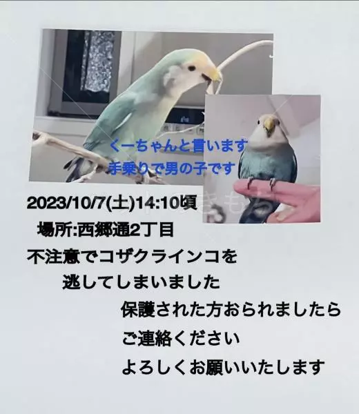 迷子鳥の画像