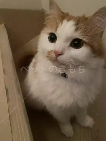 迷子猫の画像