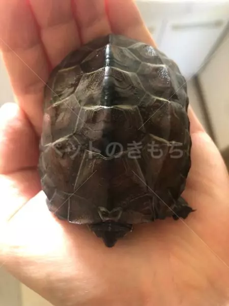 迷子ペットの画像