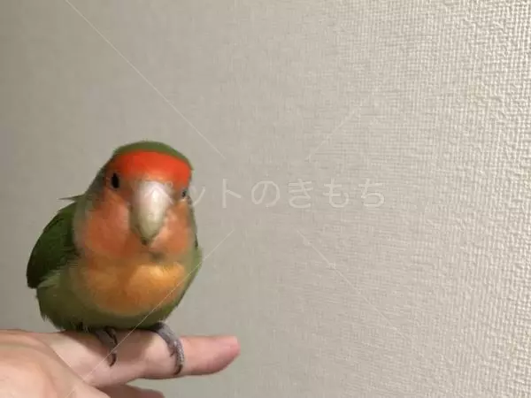 コメントの画像