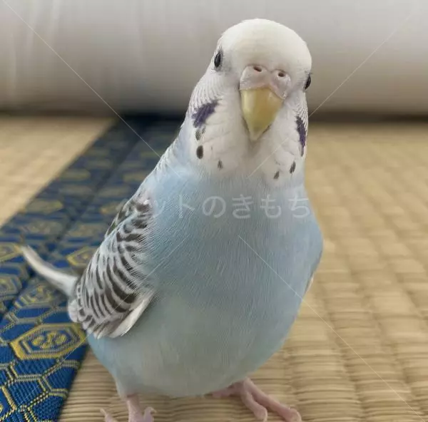 迷子鳥の画像