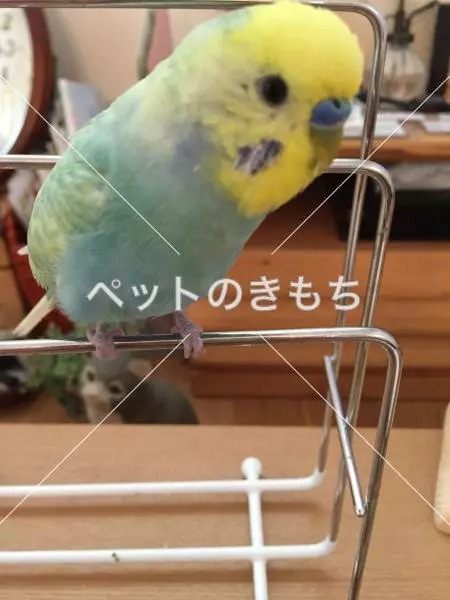 迷子鳥の画像