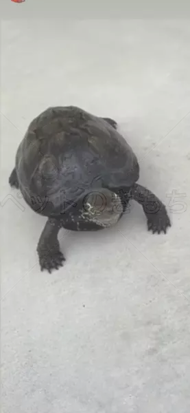 迷子ペットの画像