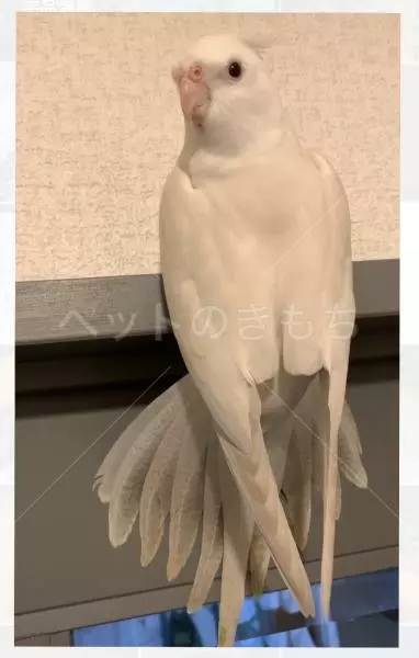 迷子鳥の画像