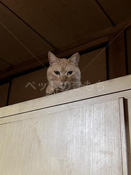 迷子猫の画像