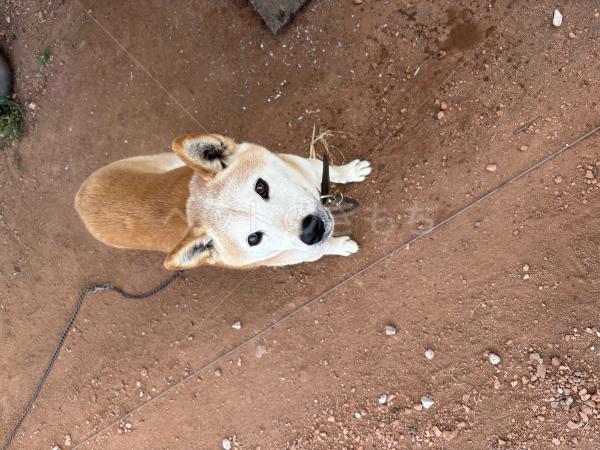 迷子犬の画像