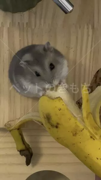 迷子ペットの画像