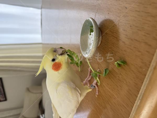 迷子鳥の画像