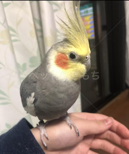 迷子鳥の画像