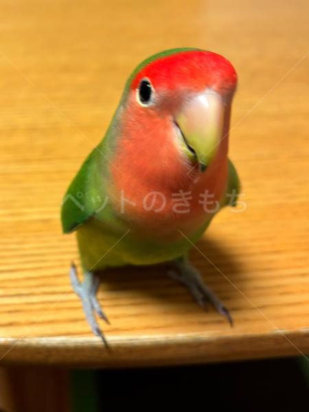 保護鳥の画像