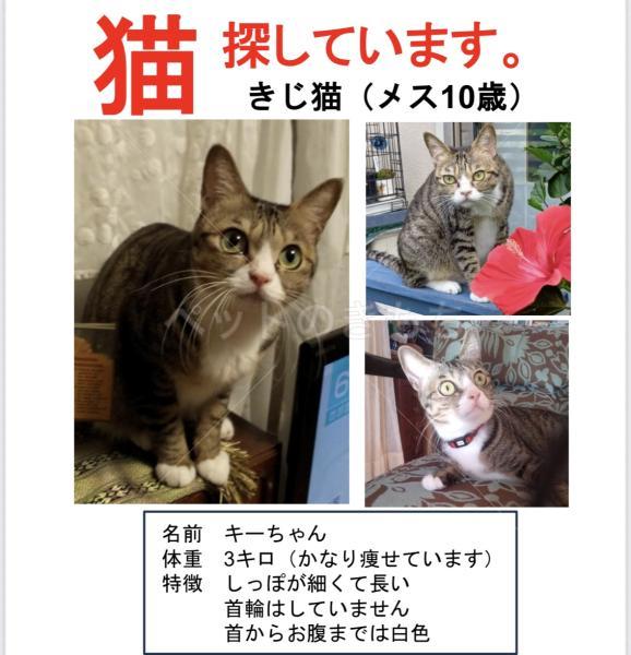 迷子猫の画像