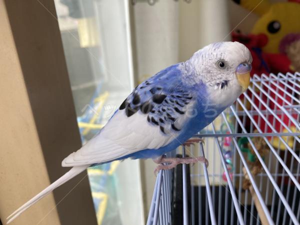 迷子鳥の画像