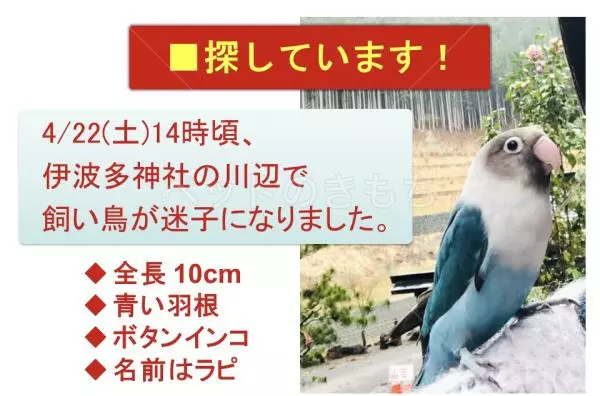 迷子鳥の画像