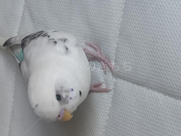 迷子鳥の画像