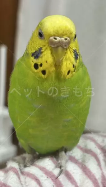 迷子鳥の画像