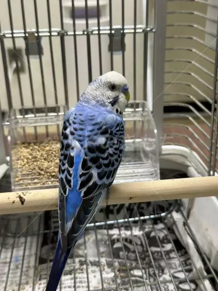 コメントの画像