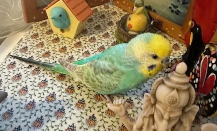 迷子鳥の画像