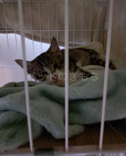 迷子猫の画像