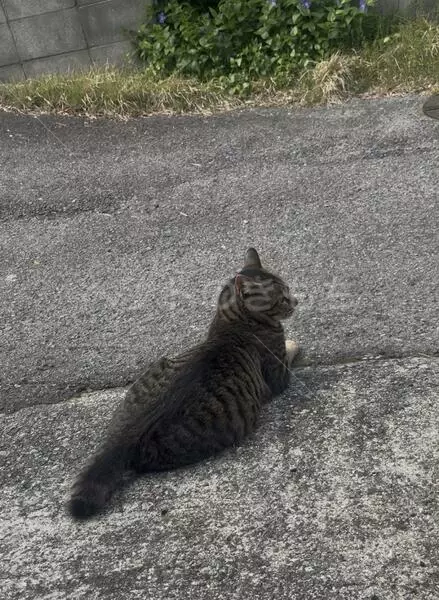 迷子猫の画像