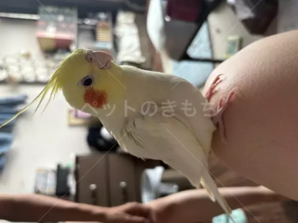 迷子鳥の画像