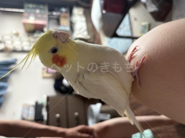 迷子鳥の画像
